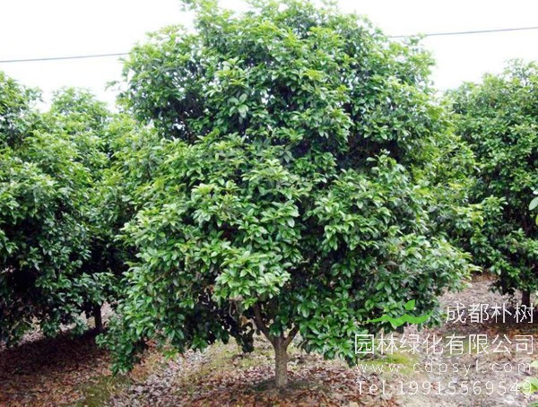 大叶女贞价格-图片-形态特征-生长环境-分布范围以及主要价值