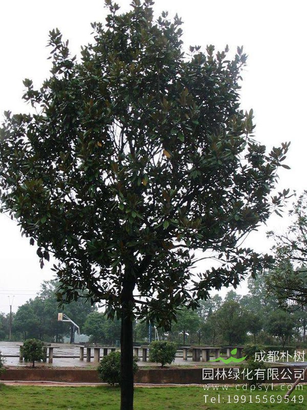 大叶女贞价格-图片-形态特征-生长环境-分布范围以及主要价值