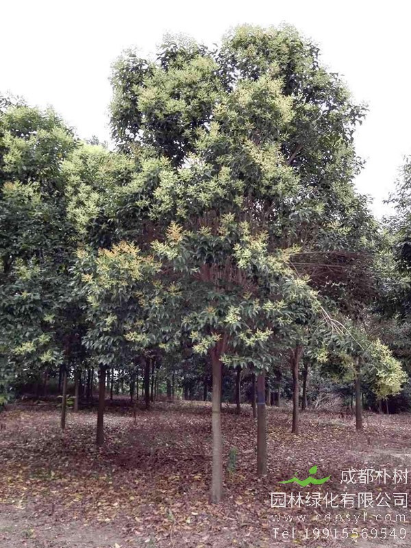 大叶女贞价格-图片-形态特征-生长环境-分布范围以及主要价值