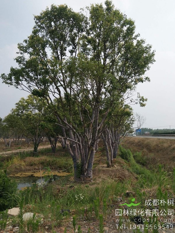 大叶女贞老树为啥自然死亡？