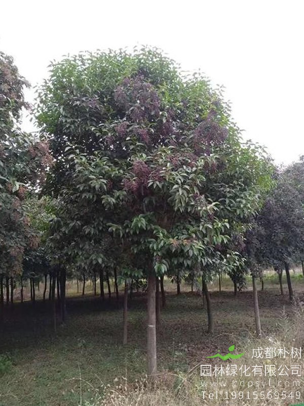 大叶女贞怎样做才是合理养护？