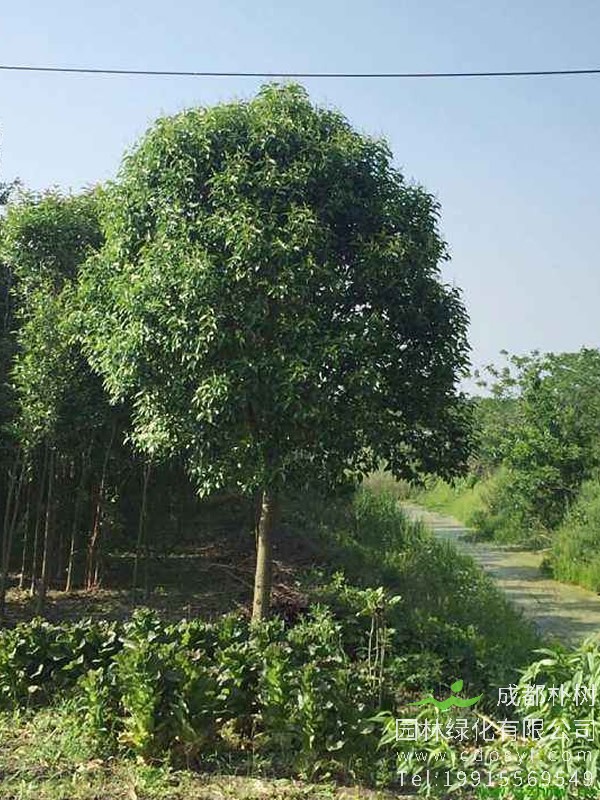 大叶女贞和小叶女贞嫁接的技巧有哪些？