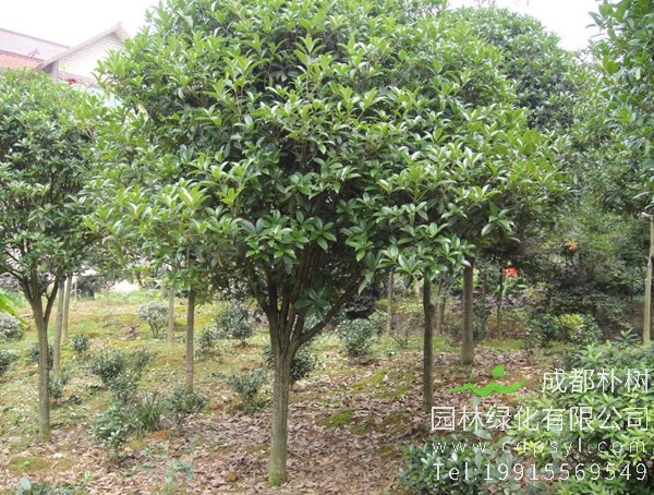 怎样区别大叶女贞和流苏树？