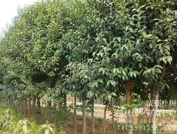 大叶女贞树高度标准是多少米？