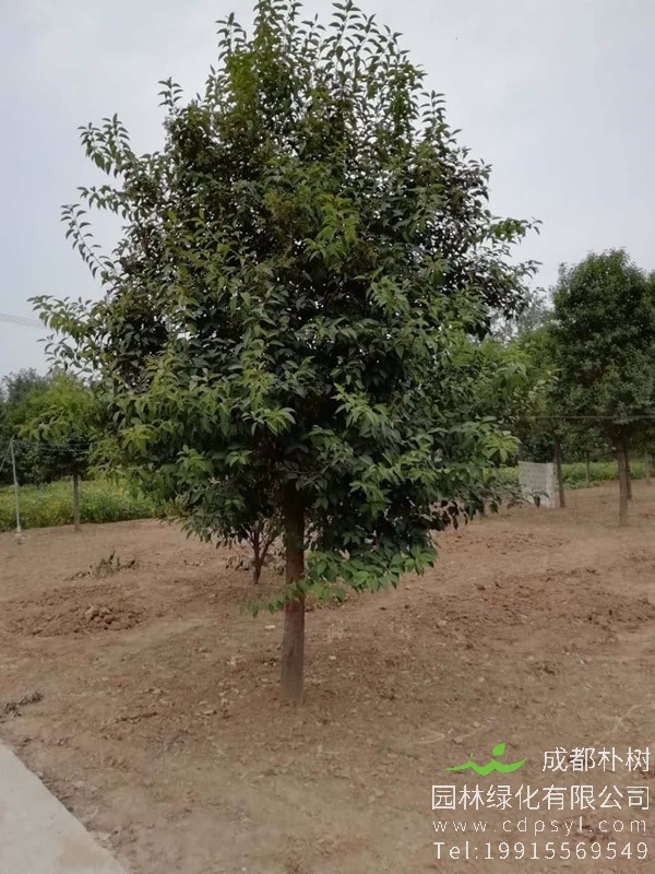 如何修剪大叶女贞？