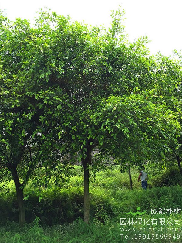 小叶榕价格_图片_形态特征_生长环境_分布范围以及主要价值