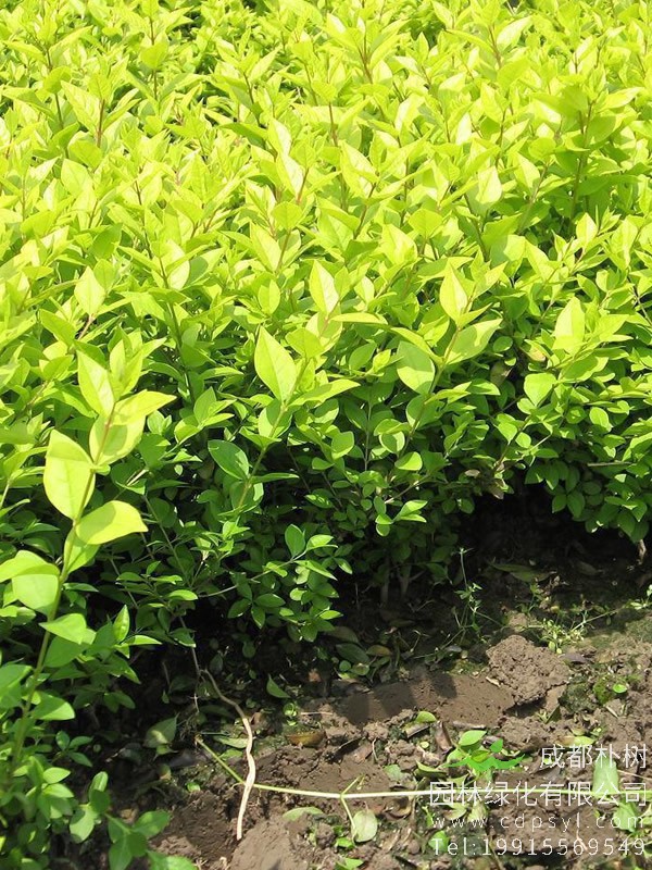 大叶女贞树的来历，关于女贞树的传说故事