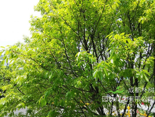 黄葛树价格-图片-形态特征-生长环境-分布范围-主要价值以及文化意义