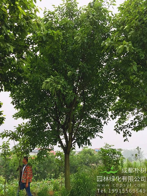 黄葛树价格-图片-形态特征-生长环境-分布范围-主要价值以及文化意义