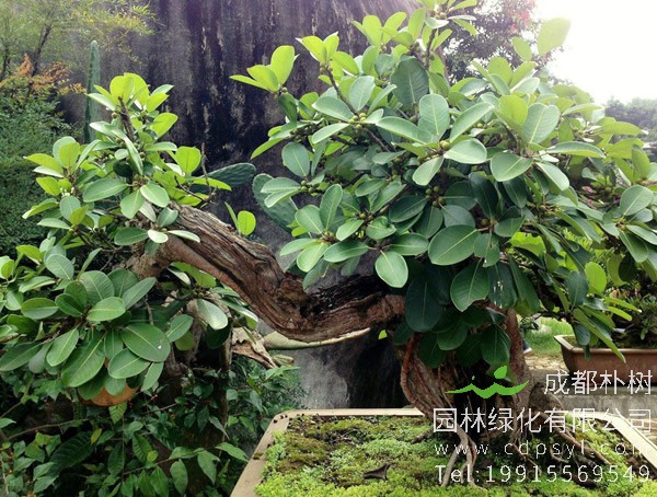 黄桷树的特点有哪些？