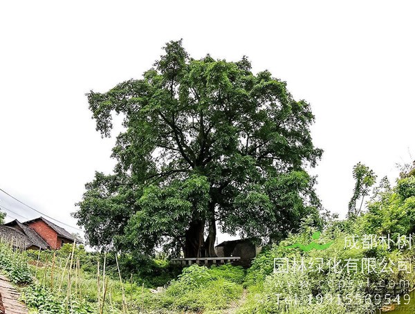 黄葛树开什么颜色的花？