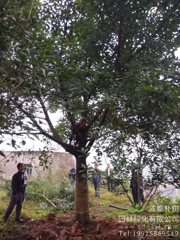 黄葛树能活多长时间？