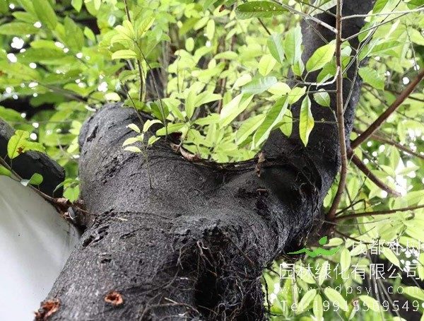 黄葛树的价值有哪些？