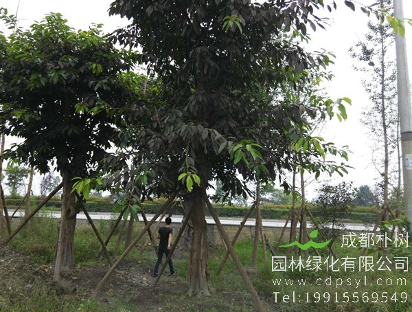 公墓可以种黄葛树吗？黄葛树代表什么寓意？