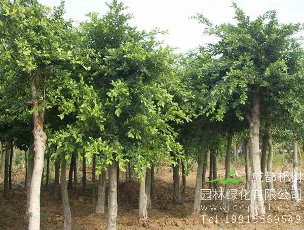 黄葛树的人工栽培要注意哪些事情？