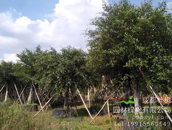 小叶榕的功效与作用有哪些？