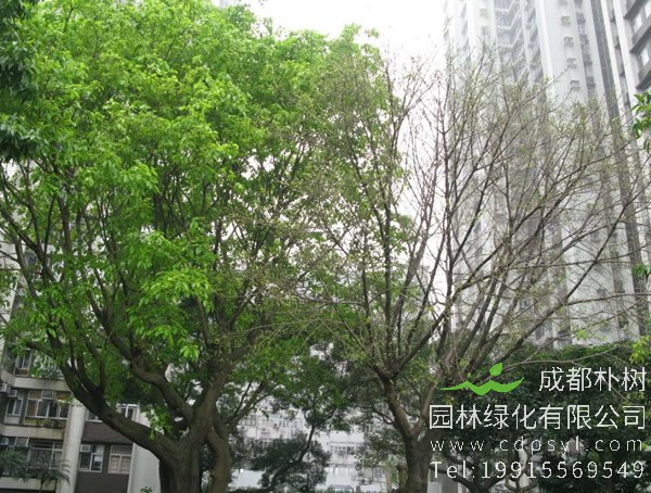 黄葛树为什么在夏天会落叶？