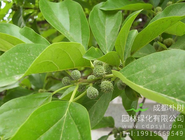 柘树价格-图片-形态特征-生长环境-分布范围以及主要价值