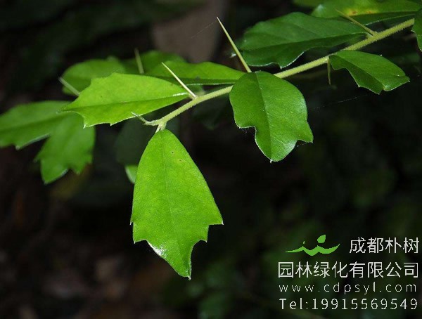 柘树价格-图片-形态特征-生长环境-分布范围以及主要价值