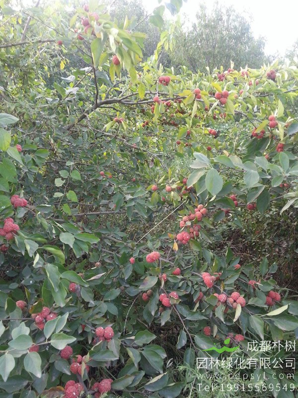 柘树价格-图片-形态特征-生长环境-分布范围以及主要价值