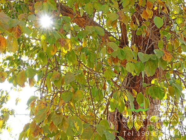 柘树有什么用途？