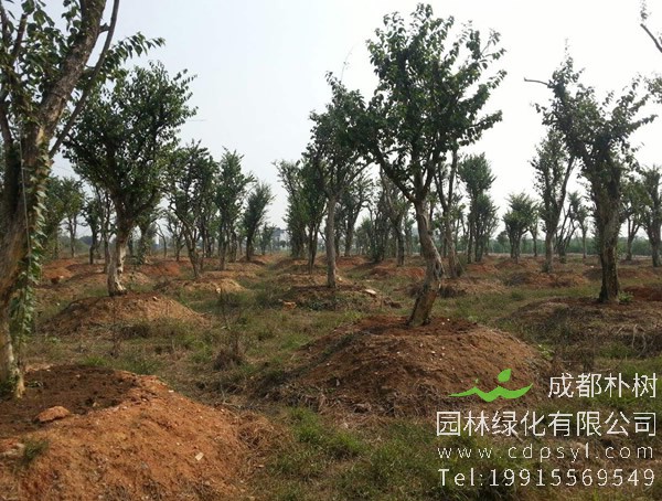 柘树价格-图片-形态特征-生长环境-分布范围以及主要价值