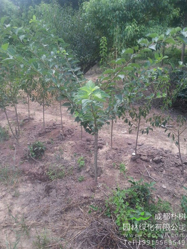 柘树移栽之后应该注意什么？