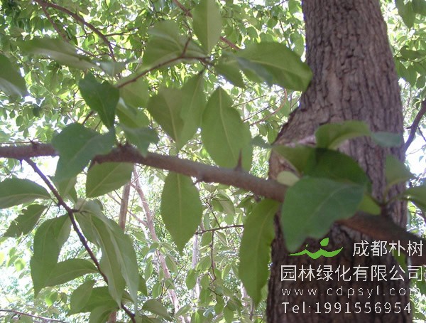 柘树一般生长在什么地方？