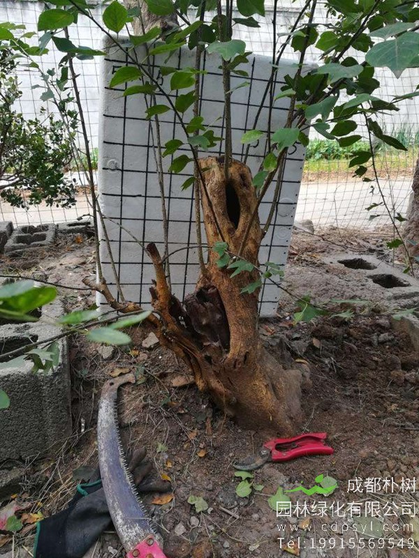 柘树播种几年之后可以结果？