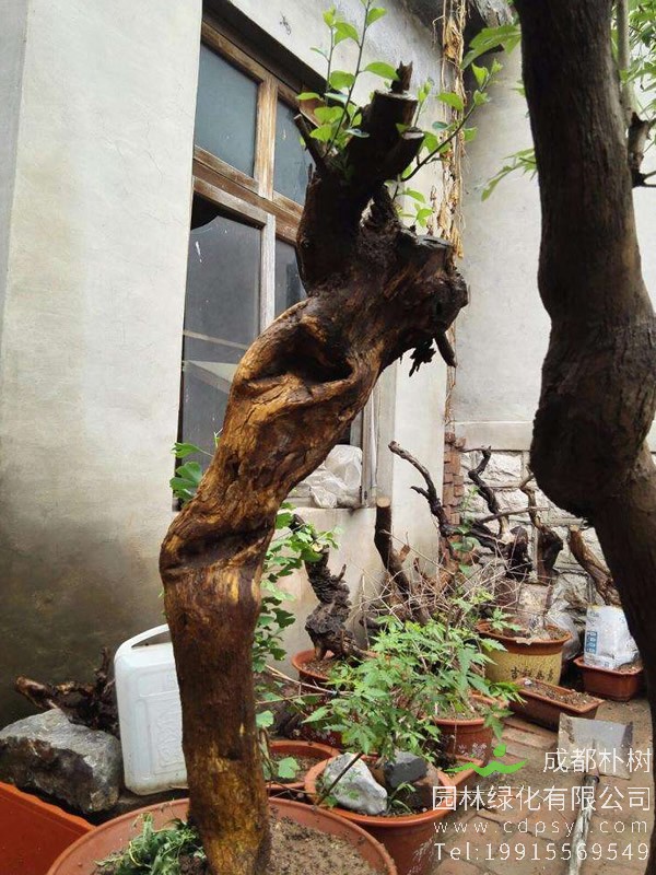 柘树有公母之分吗？