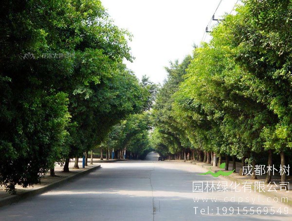 小叶榕价格_图片_形态特征_生长环境_分布范围以及主要价值