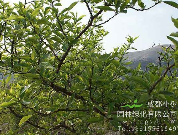 柘树可作经济林种植吗？