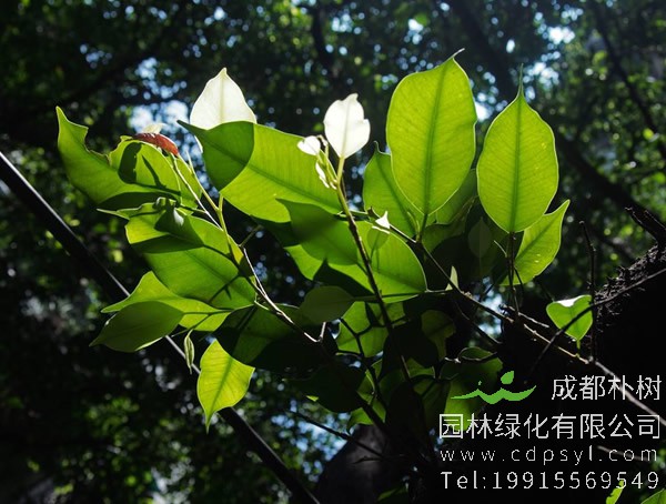 小叶榕价格_图片_形态特征_生长环境_分布范围以及主要价值