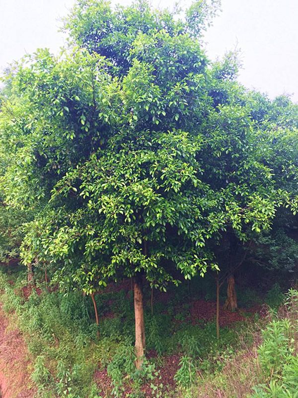 小叶榕价格_图片_形态特征_生长环境_分布范围以及主要价值