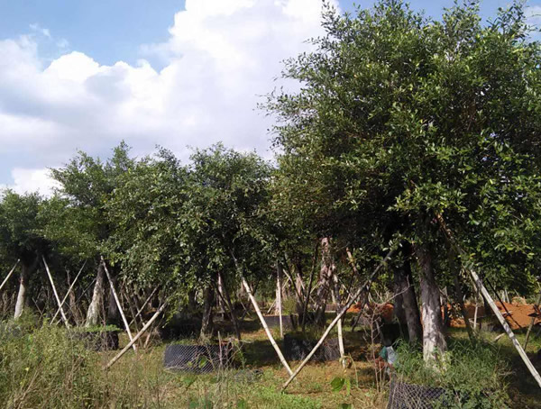 小叶榕的功效与作用有哪些？