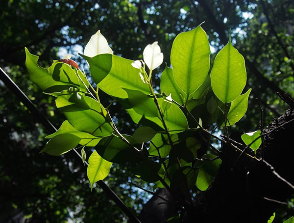 小叶榕是不是榕树呢？