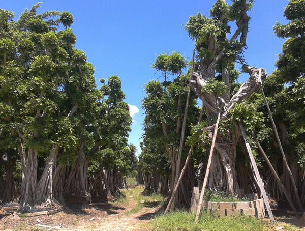 家中能载小叶榕吗？有什么风水忌讳？