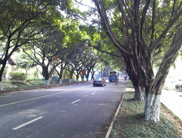 小叶榕的果实可以吃吗？