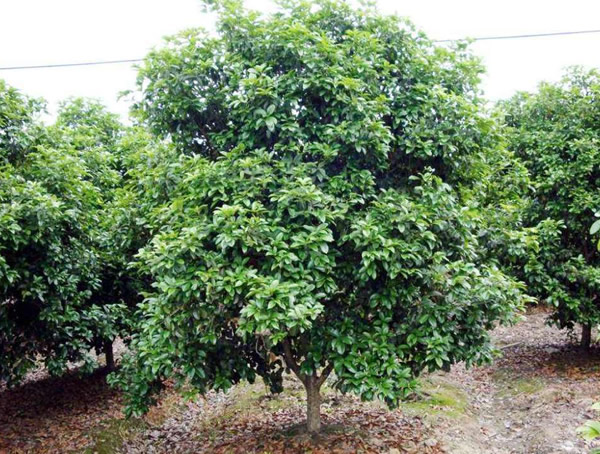 大叶女贞价格-图片-形态特征-生长环境-分布范围以及主要价值