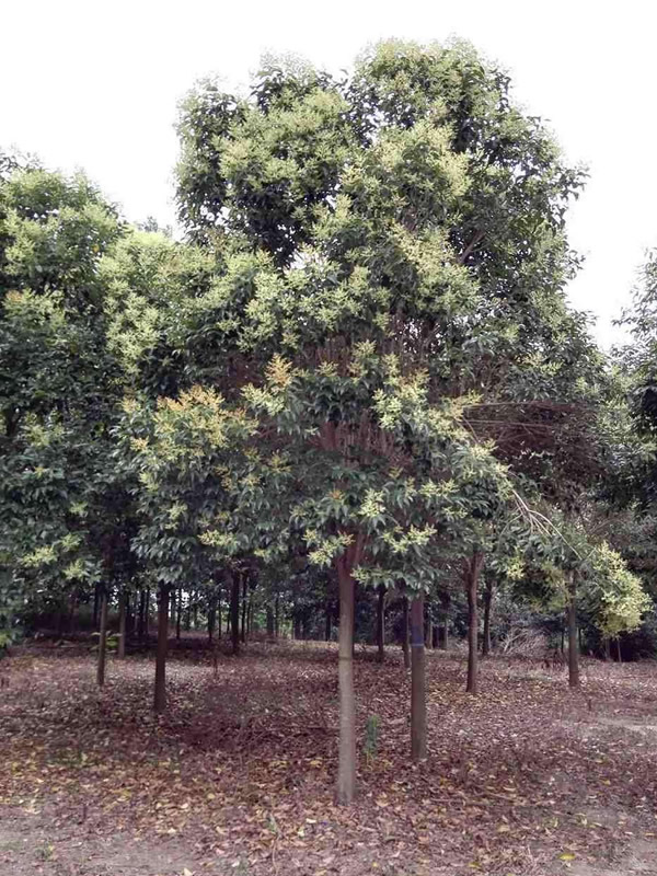 大叶女贞树的果子有哪些用处？