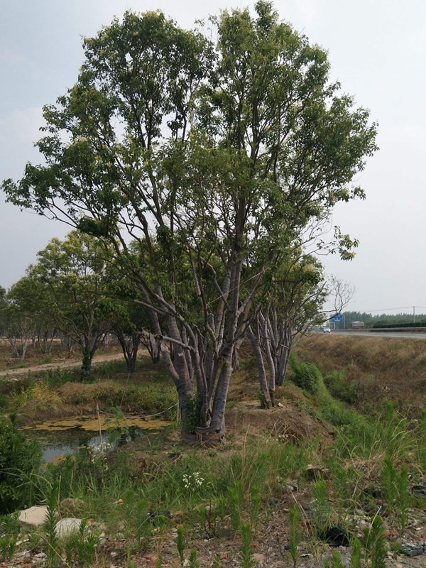 大叶女贞老树为啥自然死亡？