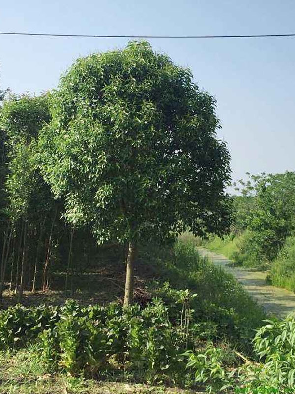 大叶女贞和小叶女贞嫁接的技巧有哪些？