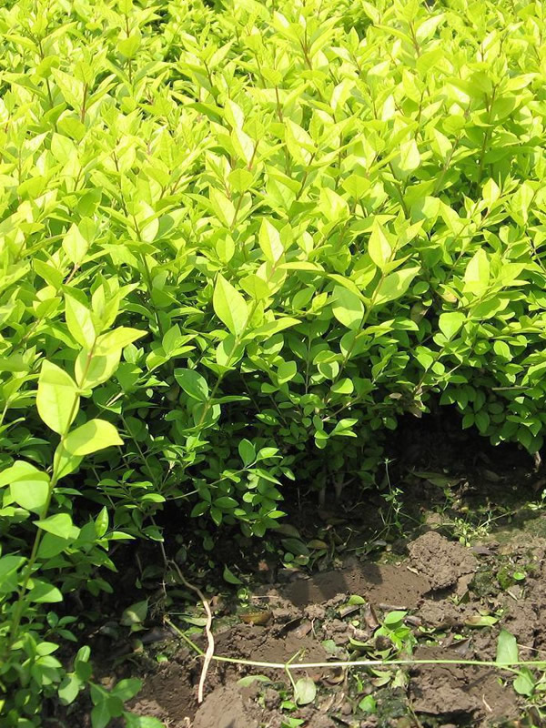 大叶女贞树的来历，关于女贞树的传说故事