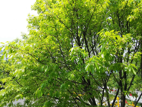 黄葛树价格-图片-形态特征-生长环境-分布范围-主要价值以及文化意义