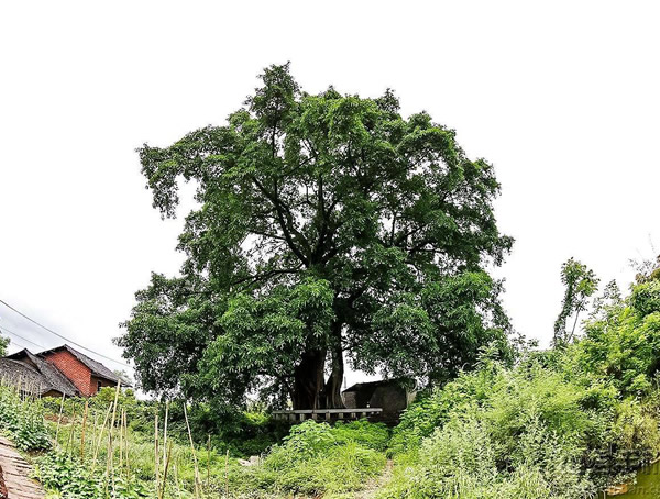 黄葛树开什么颜色的花？