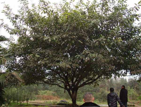 黄葛树是不是榕树？