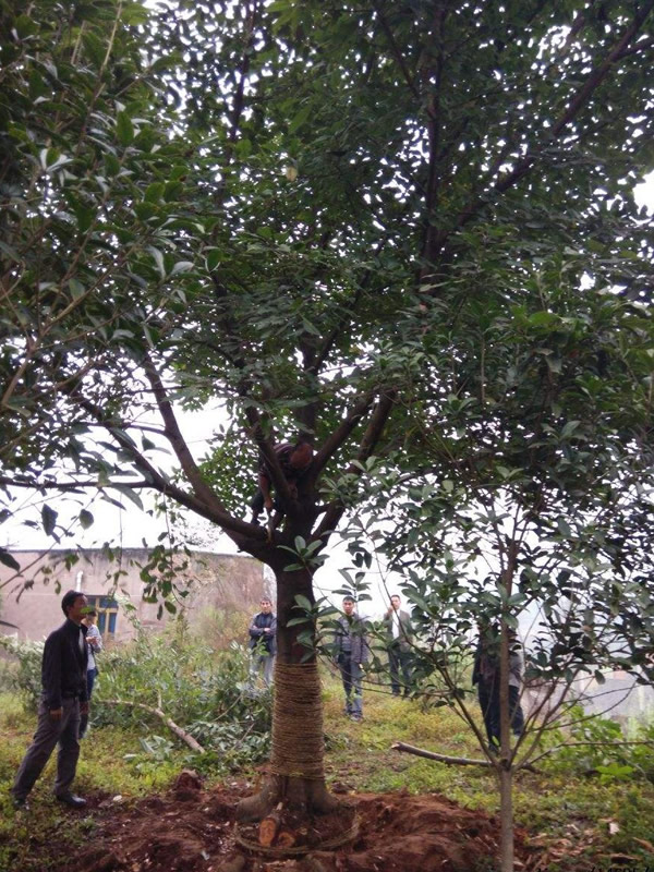 黄葛树能活多长时间？