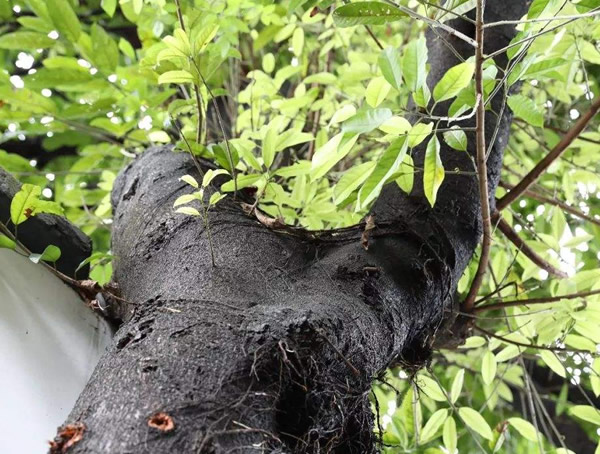 黄葛树的价值有哪些？