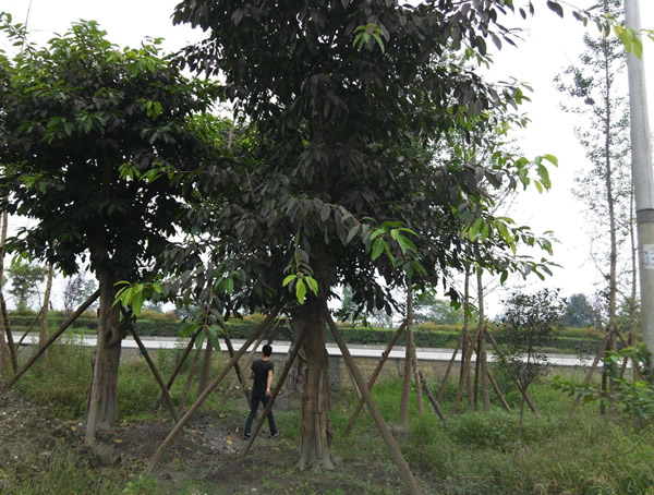 公墓可以种黄葛树吗？黄葛树代表什么寓意？