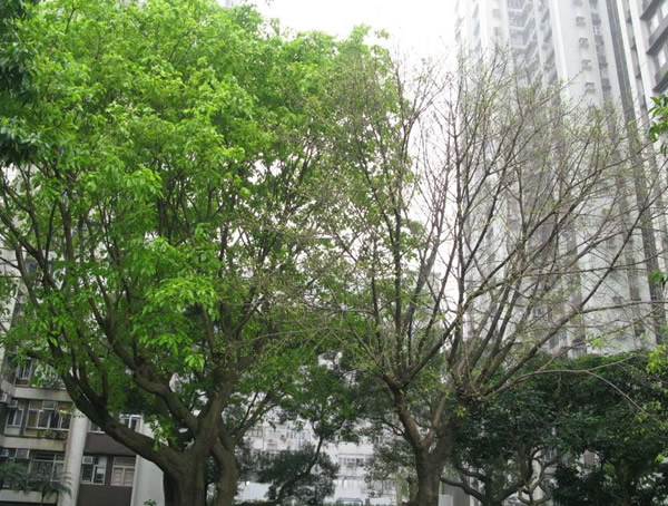 黄葛树为什么在夏天会落叶？